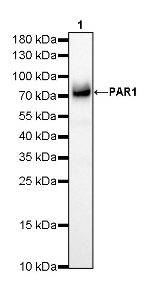 PAR1/Thrombin Recombinant Rabbit mAb (SDT-293-58)