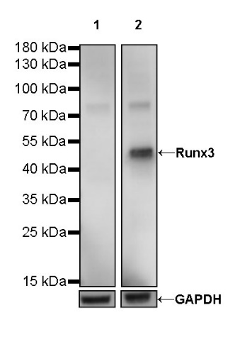 Runx3 Recombinant Rabbit mAb (S-R356)