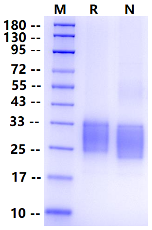 Biotinylated GLP-1R His&Avi Tag Protein, Human