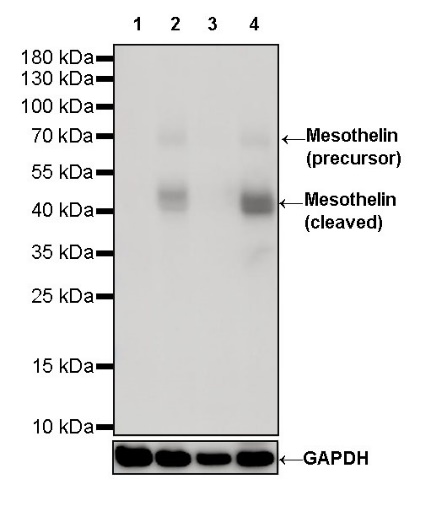 Mesothelin Recombinant Rabbit mAb (SDT-347-15)