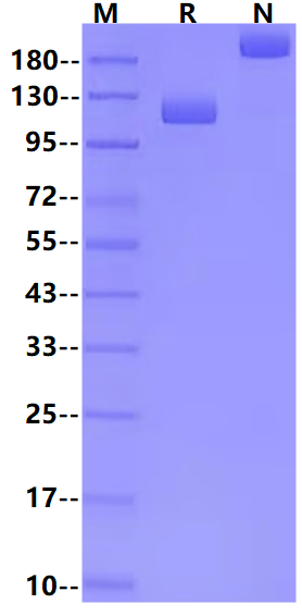 PSMA/FOLH1 Fc Chimera Protein, Mouse