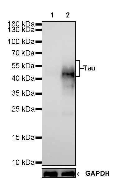 Tau Recombinant Mouse mAb (SDT-R145)