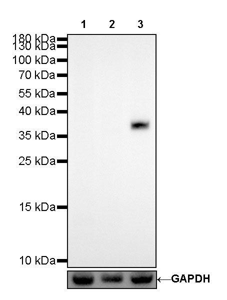 SPARC Recombinant Rabbit mAb (SDT-R136)