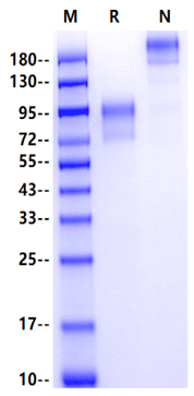 CD34 Fc Chimera Protein, Human