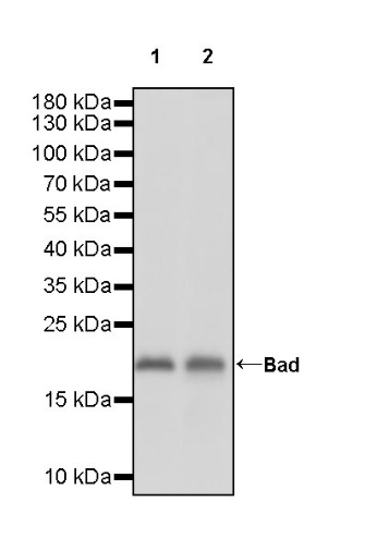 Bad Recombinant Rabbit mAb (S-976-26)