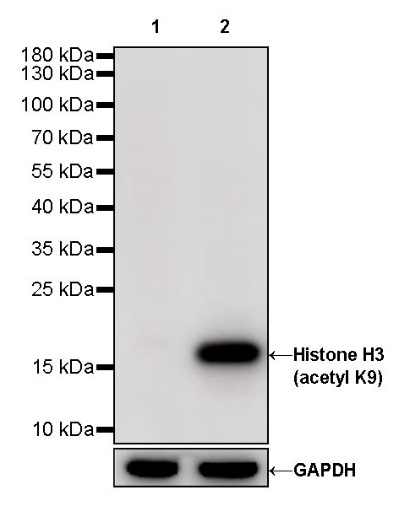 Histone H3 (acetyl K9) Rabbit polyclonal antibody