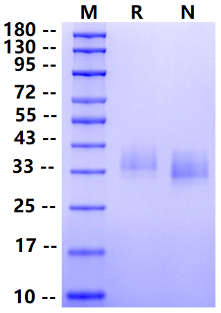 Biotinylated EMMPRIN/CD147 His&Avi Tag Protein, Mouse
