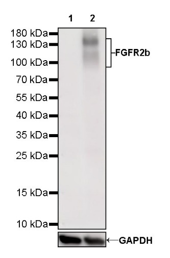 S-RMab® FGFR2b Recombinant Rabbit mAb (SDT-423-33)
