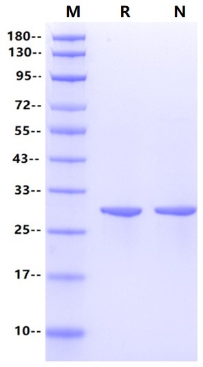 USP11 Protein