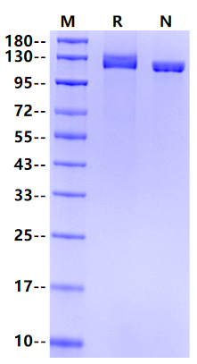 TAG1/Contactin 2 His Tag Protein, Human