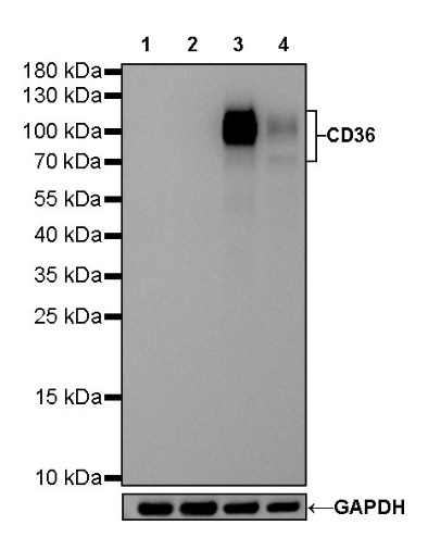 CD36 Recombinant Rabbit mAb (SDT-358-19)