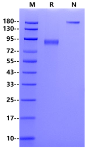 ROR1 Fc Chimera Protein, Human