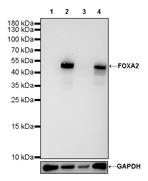 FOXA2 Recombinant Rabbit mAb (SDT-R174)
