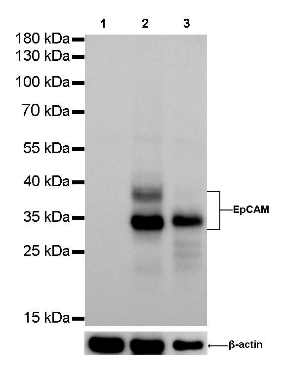 S-RMab® EpCAM Recombinant Rabbit mAb(SDT-078-13)