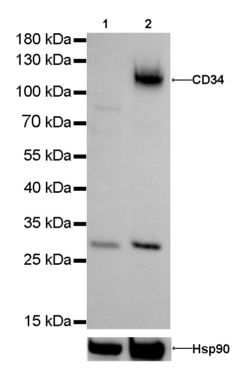 CD34 Recombinant Rabbit mAb(SDT-051-68)