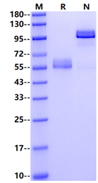 CLEC-1 Fc Chimera Protein, Human