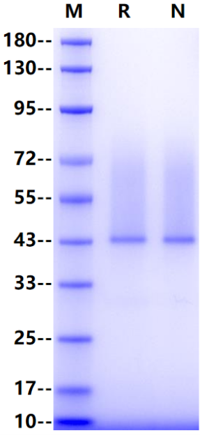Syndecan-1/CD138 His Tag Protein, Human