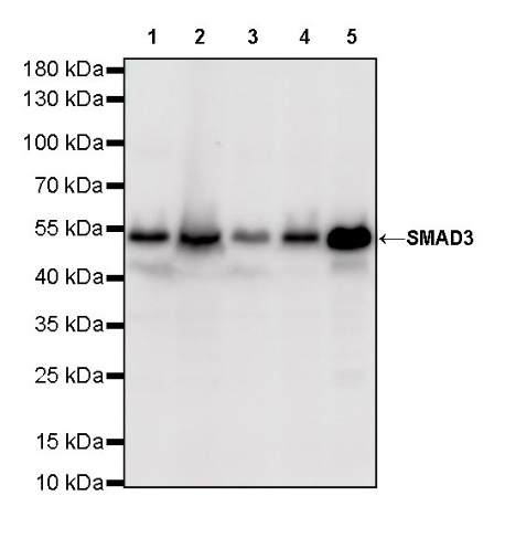 SMAD3 Recombinant Rabbit mAb (S-517-122)