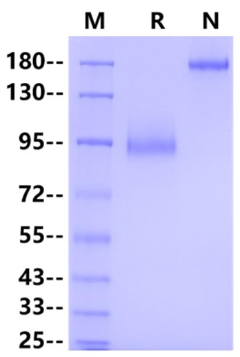 LILRA3/CD85e Fc Chimera Protein, Human