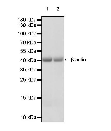 β-actin Recombinant Rabbit mAb (HRP Conjugate) (S-R015)