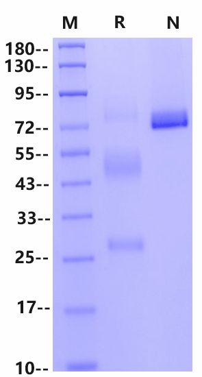 H5N1 HA (A/Hong Kong/483/97) His Tag Protein
