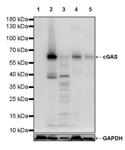 cGAS Recombinant Rabbit mAb (S-708-15)