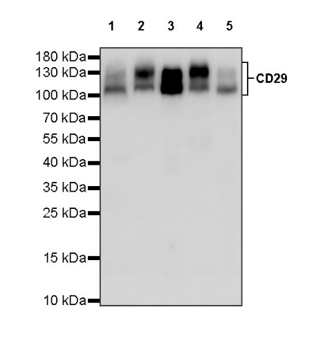 Integrin beta1/CD29 Mouse mAb (S-933-228)