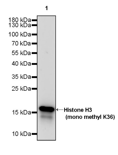 Histone H3 (mono methyl K36) Recombinant Rabbit mAb (S-R396)