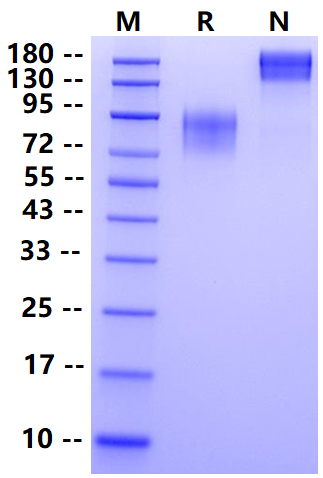 Biotinylated CEACAM-6/CD66c Fc&Avi Tag Protein, Human