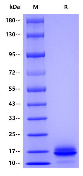 Human INSM1, His tag 