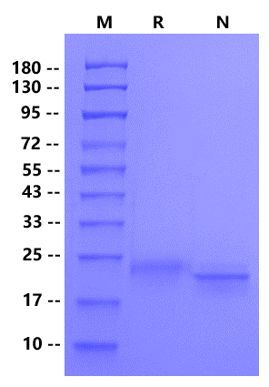 IL-28A/IFN-λ2 Protein, Human