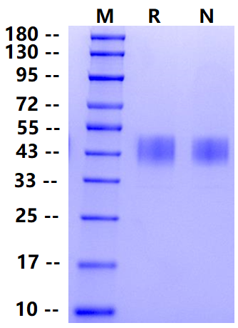 Biotinylated TROP2 His&Avi Tag Protein, Human