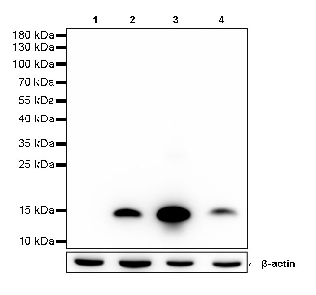 S-RMab® Lysozyme Recombinant Rabbit mAb (SDT-R105)