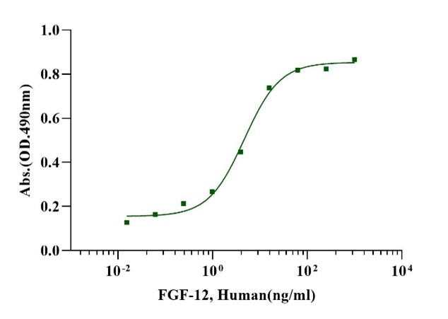 FGF-12 Protein, Human