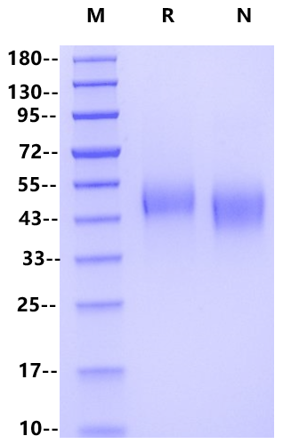 TFPI His Tag Protein, Human