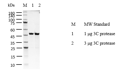 HRV 3C Protease