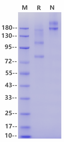 C5 His Tag Protein, Mouse