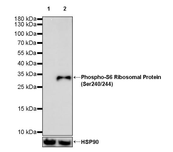 Phospho-S6 Ribosomal Protein (Ser240/244) Recombinant Rabbit mAb (S-R248)