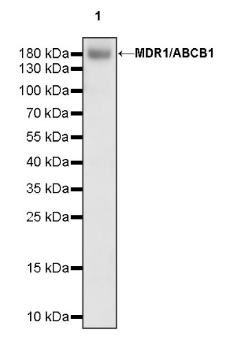 MDR1/ABCB1 Recombinant Rabbit mAb (SDT-872-21)