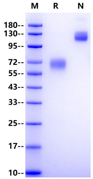 CD30 Ligand mFc Chimera Protein, Human