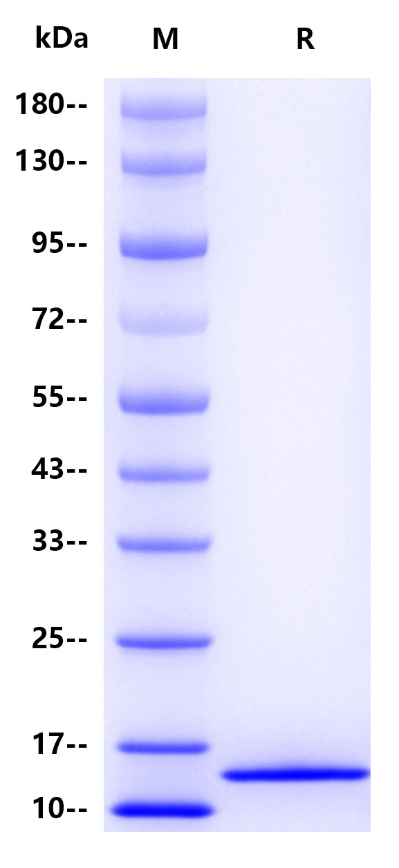 Human immunoglobulin Kappa constant , His tag
