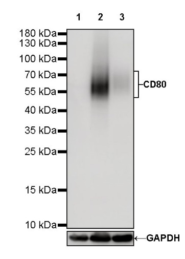 CD80 Recombinant Rabbit mAb (S-288-154)