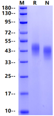 Siglec-3/CD33 His Tag Protein, Cynomolgus