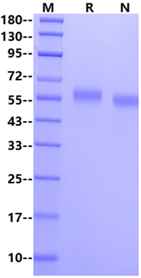 SerpinC1/Antithrombin III His Tag Protein, Human