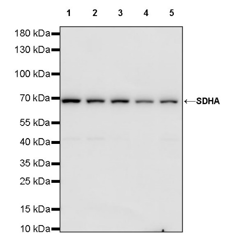 SDHA Rabbit Polyclonal Antibody
