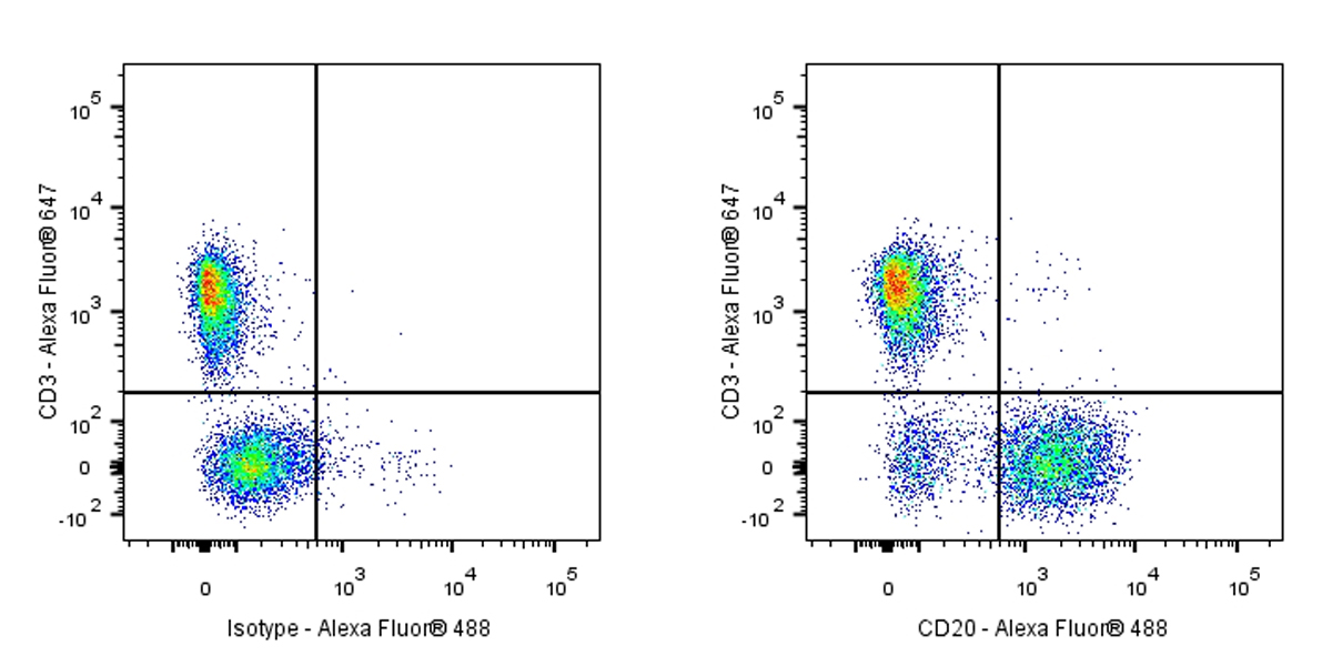 Invivo Recombinant anti-mouse CD20 antibody