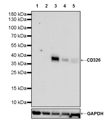 EpCAM/CD326 Recombinant Rabbit mAb (S-1009-76)