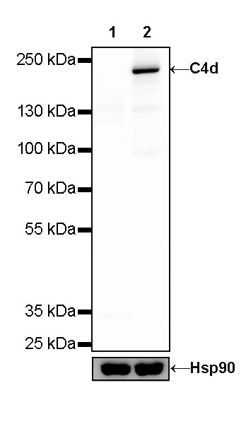 C4d Recombinant Rabbit mAb (SDT-330-2)