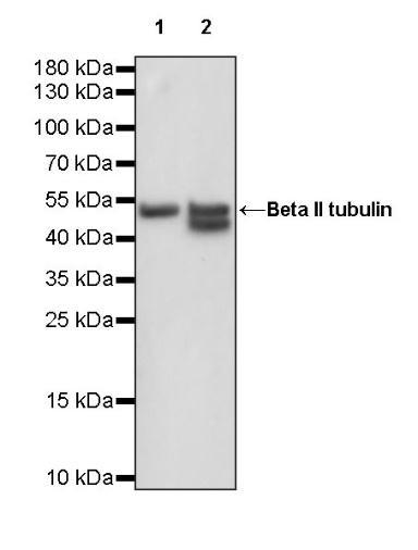 Beta II tubulin Rabbit polyclonal antibody