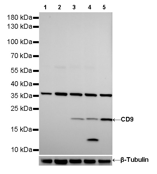 CD9 Recombinant Rabbit mAb (SDT-143-53)